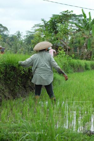 Rice paddie worker 104 9 wm.jpg